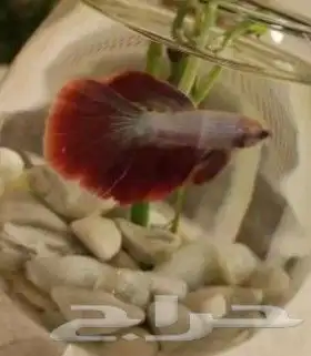 سمك بيتا فايتر اشكال تاخذ العقل 9