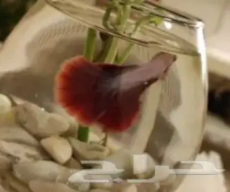 سمك بيتا فايتر اشكال تاخذ العقل 8