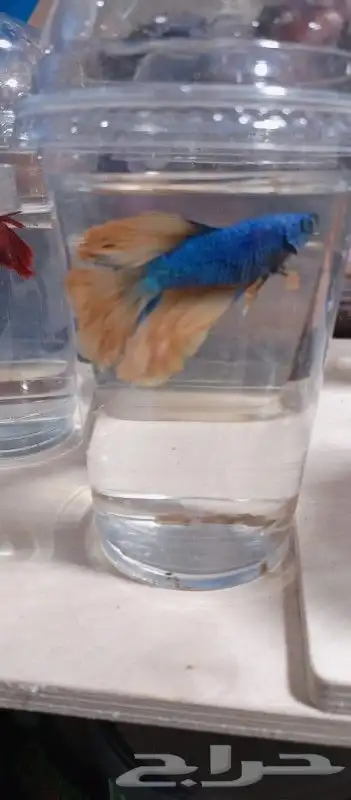 سمك بيتا فايتر اشكال تاخذ العقل 2