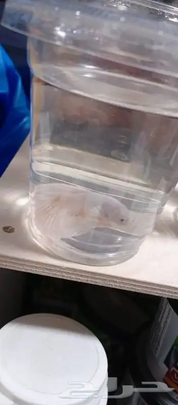 سمك بيتا فايتر اشكال تاخذ العقل 4