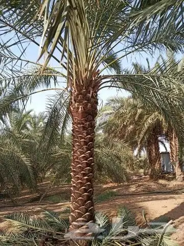 مقاول نخيل وشبوك المزارع بانواعها 7