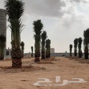 مقاول نخيل وشبوك المزارع بانواعها 12