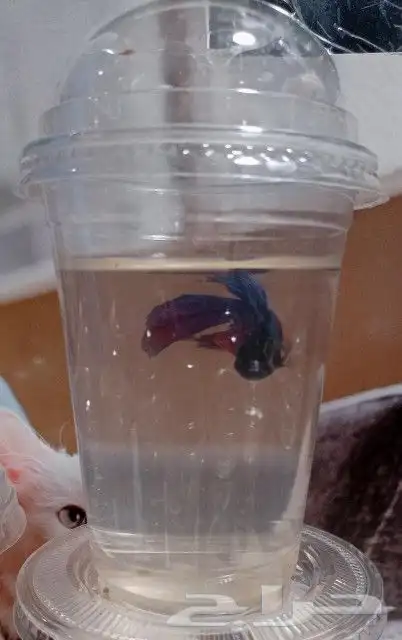 سمك بيتا فايتر اشكال تاخذ العقل 5