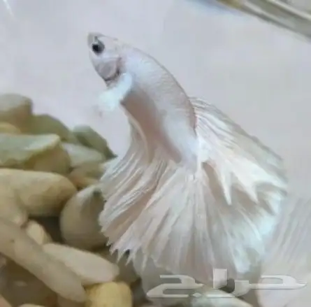 سمك بيتا فايتر اشكال تاخذ العقل 7