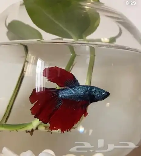سمك بيتا فايتر اشكال تاخذ العقل 0