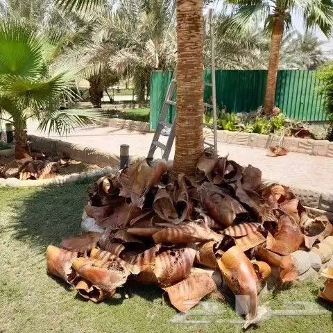 مقاول نخيل وشبوك المزارع بانواعها 10