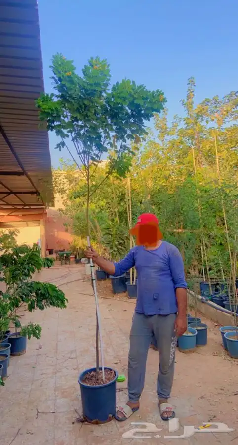 شجرة اكاسيا جلوكا 3 متر 2