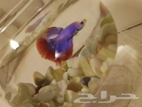 سمك بيتا فايتر اشكال تاخذ العقل 10