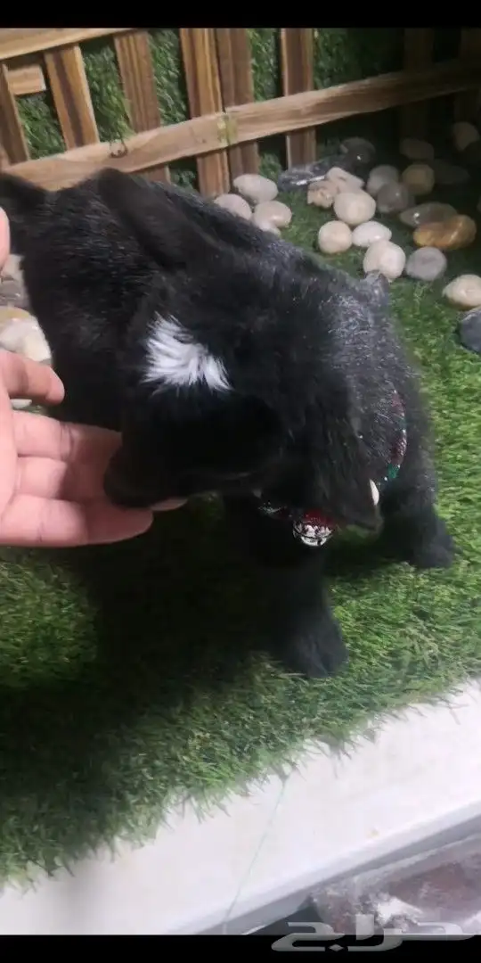 ماعز قزمي العمر اسبوع 2