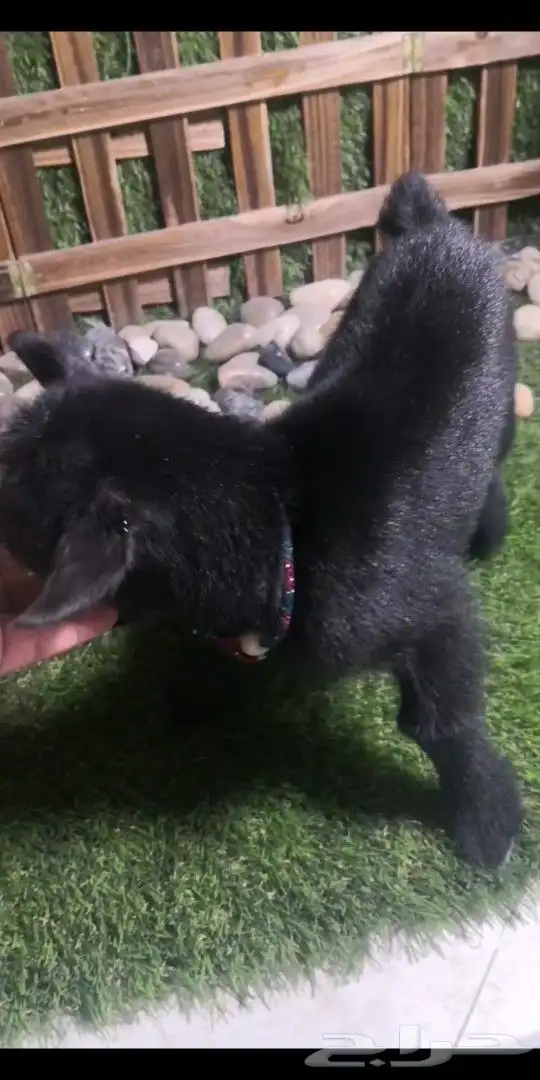 ماعز قزمي العمر اسبوع 3