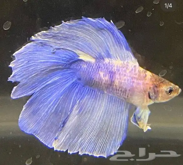 سمك بيتا فايتر اشكال تاخذ العقل 3