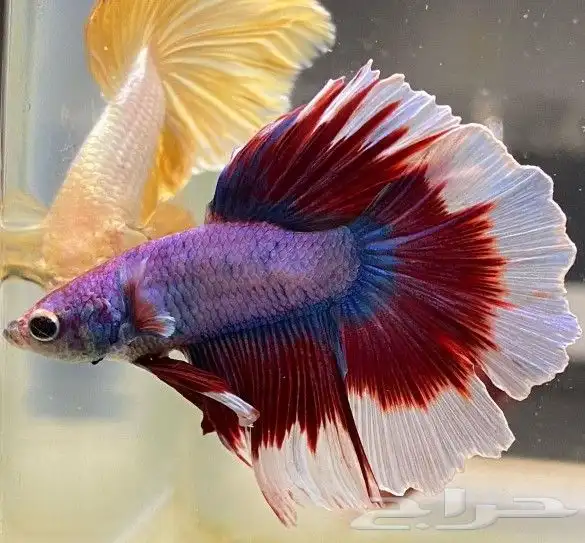 سمك بيتا فايتر اشكال تاخذ العقل 1