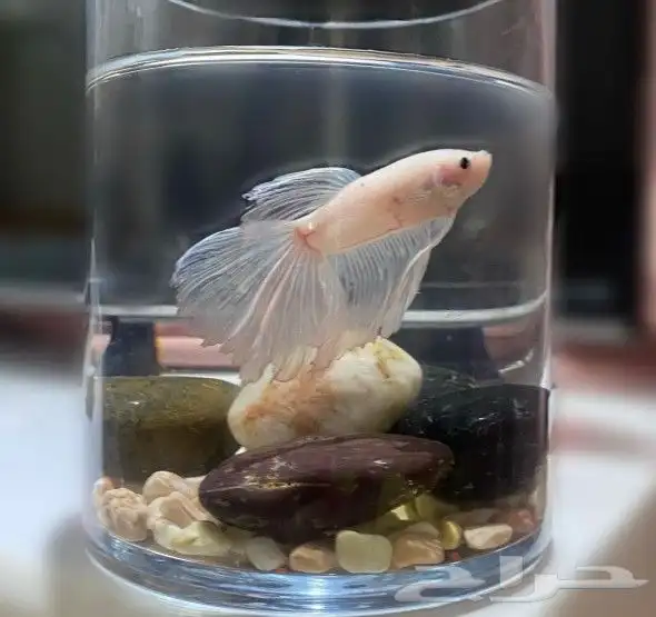 سمك بيتا فايتر اشكال تاخذ العقل 6