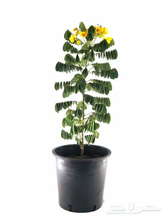 شجرة اكاسيا جلوكا 3 متر 1