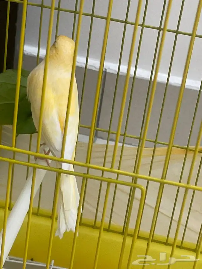 كناري ذكر حريقه تم البيع الله يباركله 2