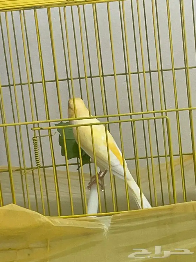 كناري ذكر حريقه تم البيع الله يباركله 0