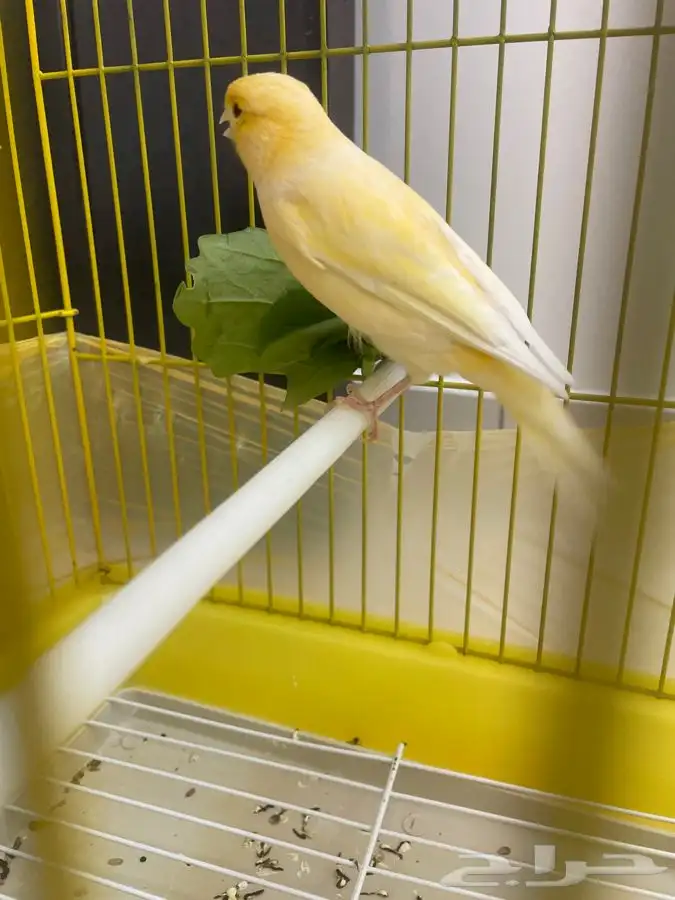 كناري ذكر حريقه تم البيع الله يباركله 1