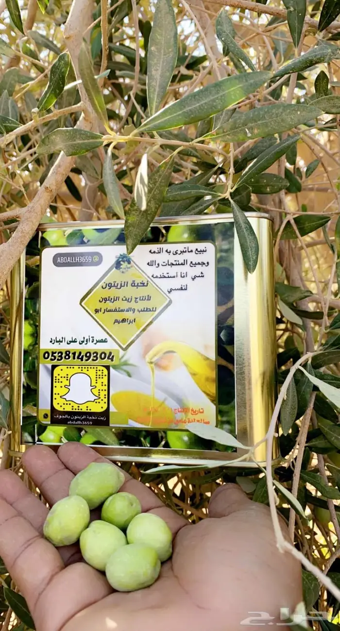 زيت زيتون نخبة الزيتون 1447 عصره على البارد جديد 3