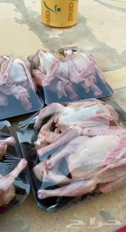 حمام لاحم 3