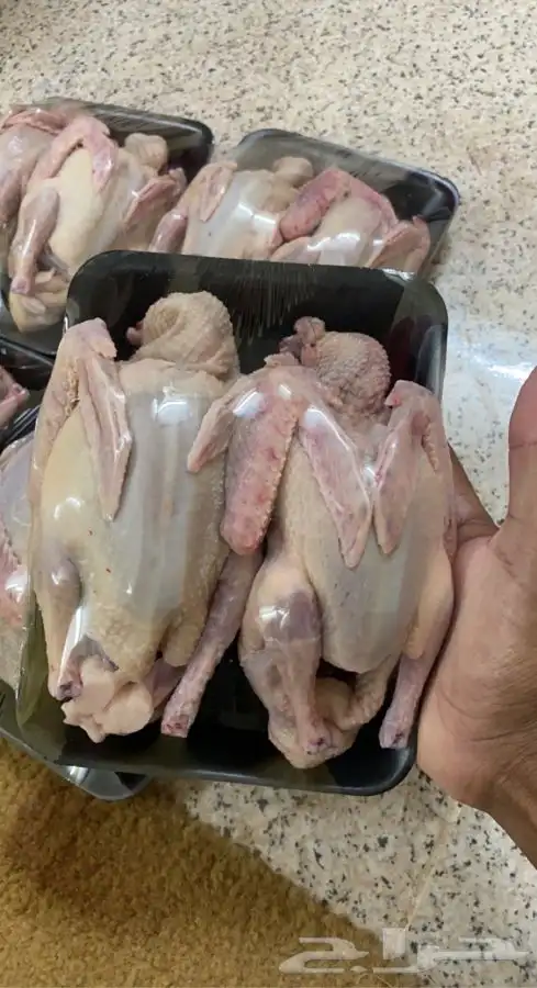 حمام لاحم 4