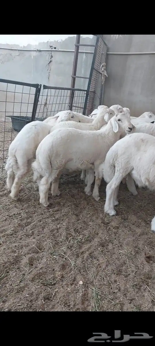 ذبايح الثلاجة والمناسبات مع التغليف والتوصيل 0