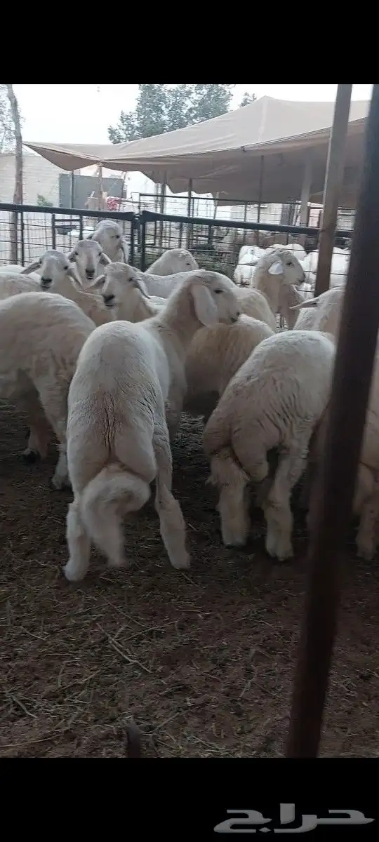 ذبايح الثلاجة والمناسبات مع التغليف والتوصيل 2