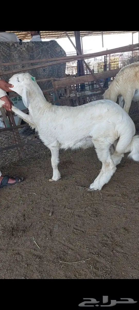 ذبايح الثلاجة والمناسبات مع التغليف والتوصيل 7