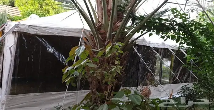 خيام باكستانية واجهة شفاف ثلاث طبقات سماكة 30 42