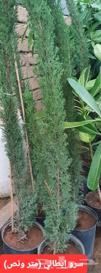 شتلات لجميع الفواكه المثمره 8