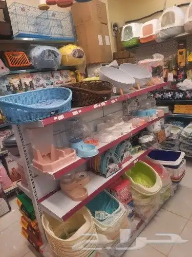 بنغالي رغدول بامبيون سكتشي فرعوني سيامي شيرا 88