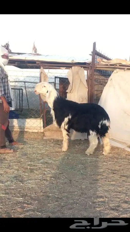 عروض النجد رقم 1 حلال ابو حمدان الحبابي 19