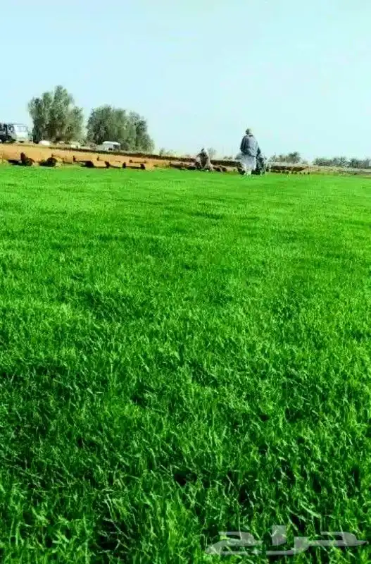 عشب طبيعي انجيله ثيل سي الفين 2
