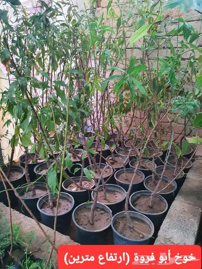 شتلات لجميع الفواكه المثمره 7