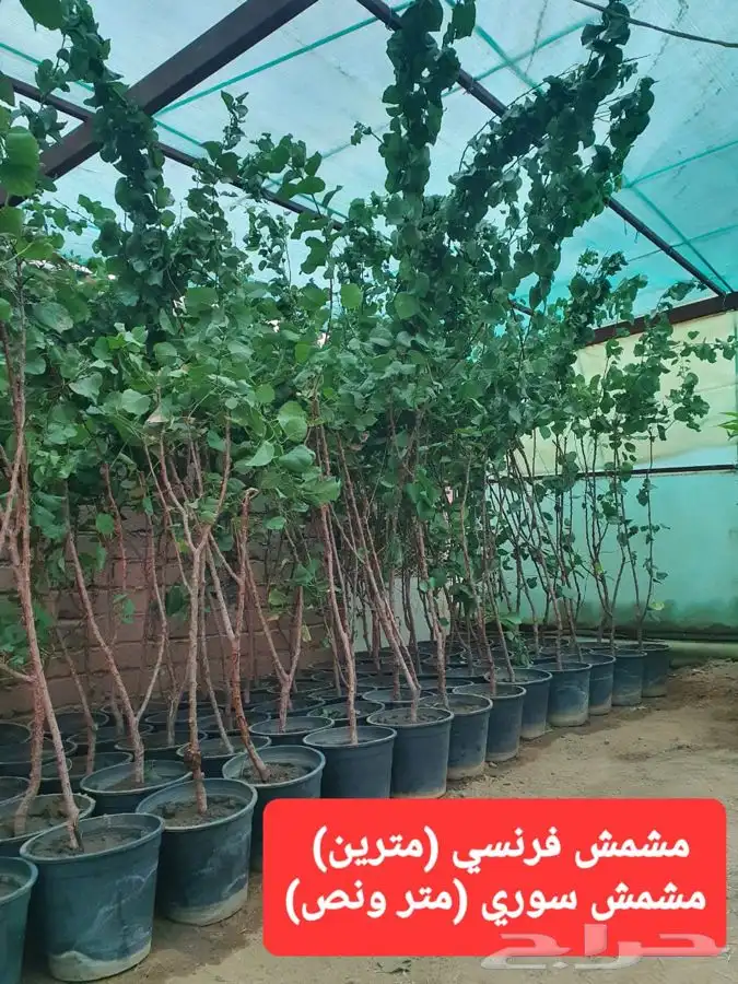 شتلات لجميع الفواكه المثمره 0
