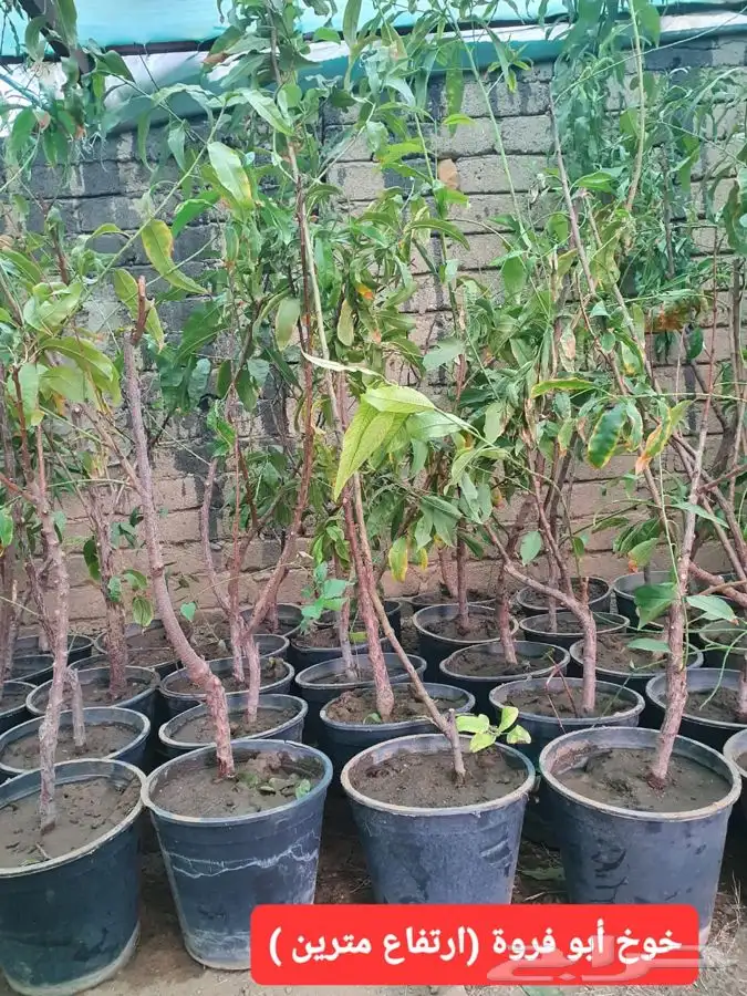 شتلات لجميع الفواكه المثمره 3