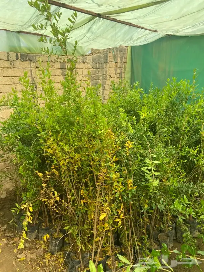 شتلات لجميع الفواكه المثمره 11