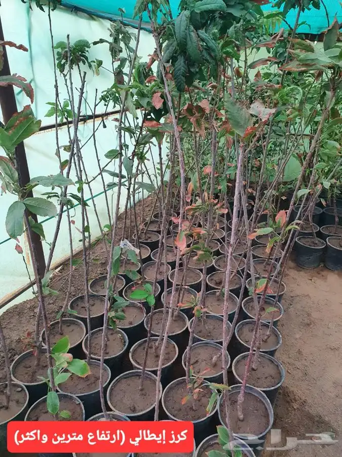 شتلات لجميع الفواكه المثمره 6
