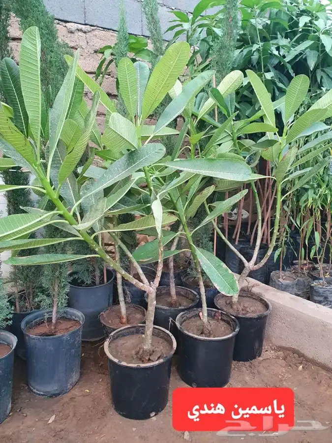 شتلات لجميع الفواكه المثمره 9