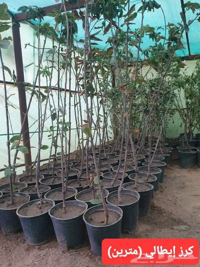شتلات لجميع الفواكه المثمره 5