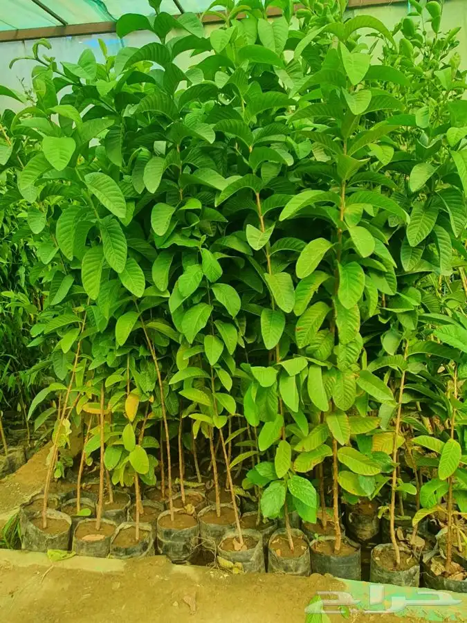 شتلات لجميع الفواكه المثمره 13