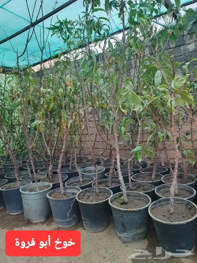 شتلات لجميع الفواكه المثمره 2