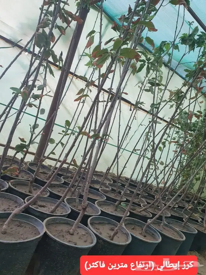 شتلات لجميع الفواكه المثمره 4
