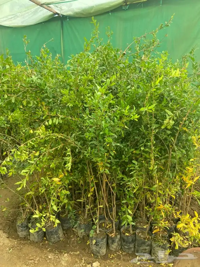 شتلات لجميع الفواكه المثمره 10