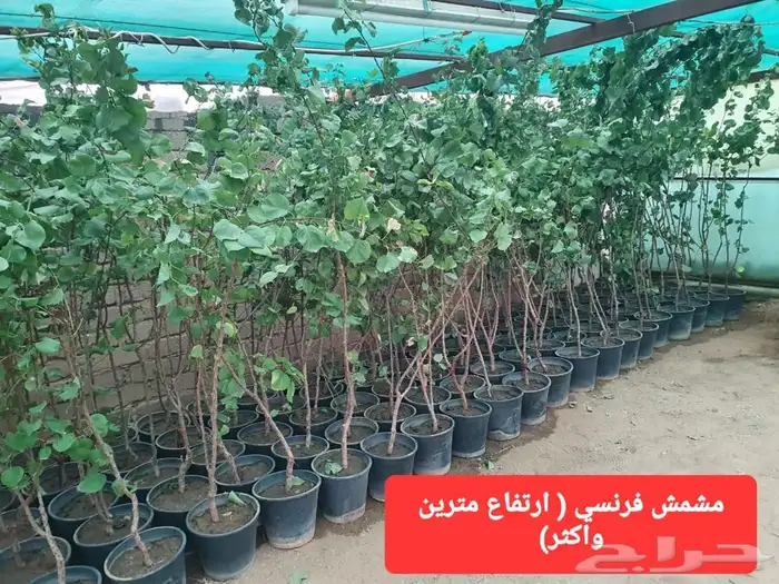 شتلات لجميع الفواكه المثمره 1