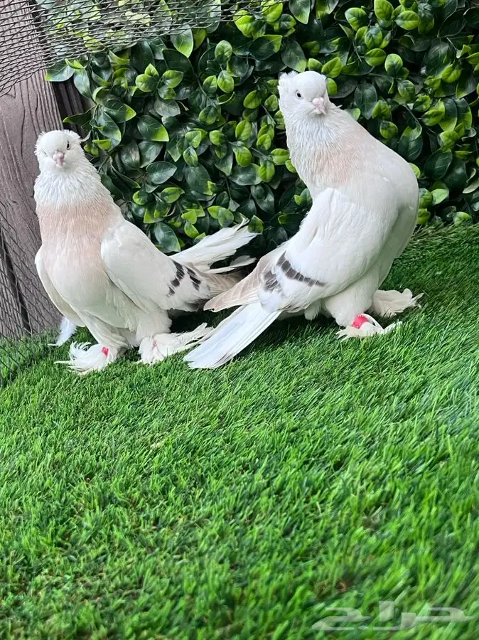 حمام تركي 3