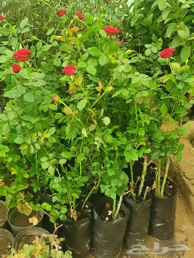 شتلات لجميع الفواكه المثمره 14