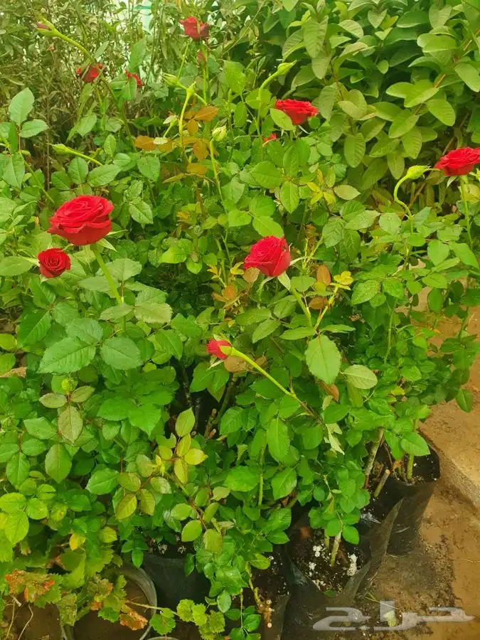 شتلات لجميع الفواكه المثمره 16