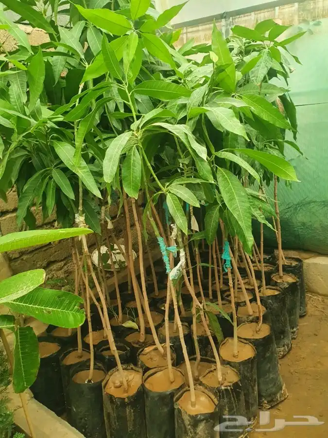 شتلات لجميع الفواكه المثمره 17