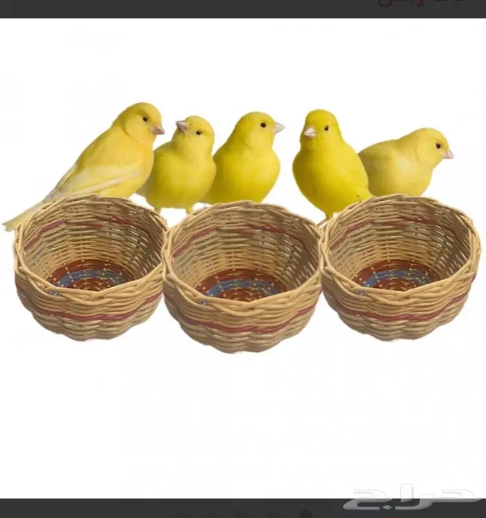 بيوت حضانات اعشاش اقفاص طيور 35