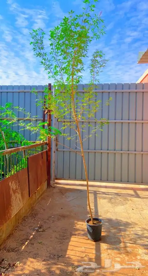 اشجار كف مريم 0